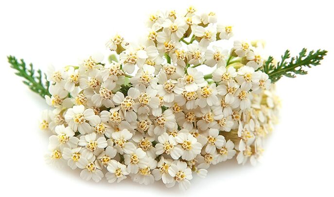 Gelarex enthält tausend Blätter.